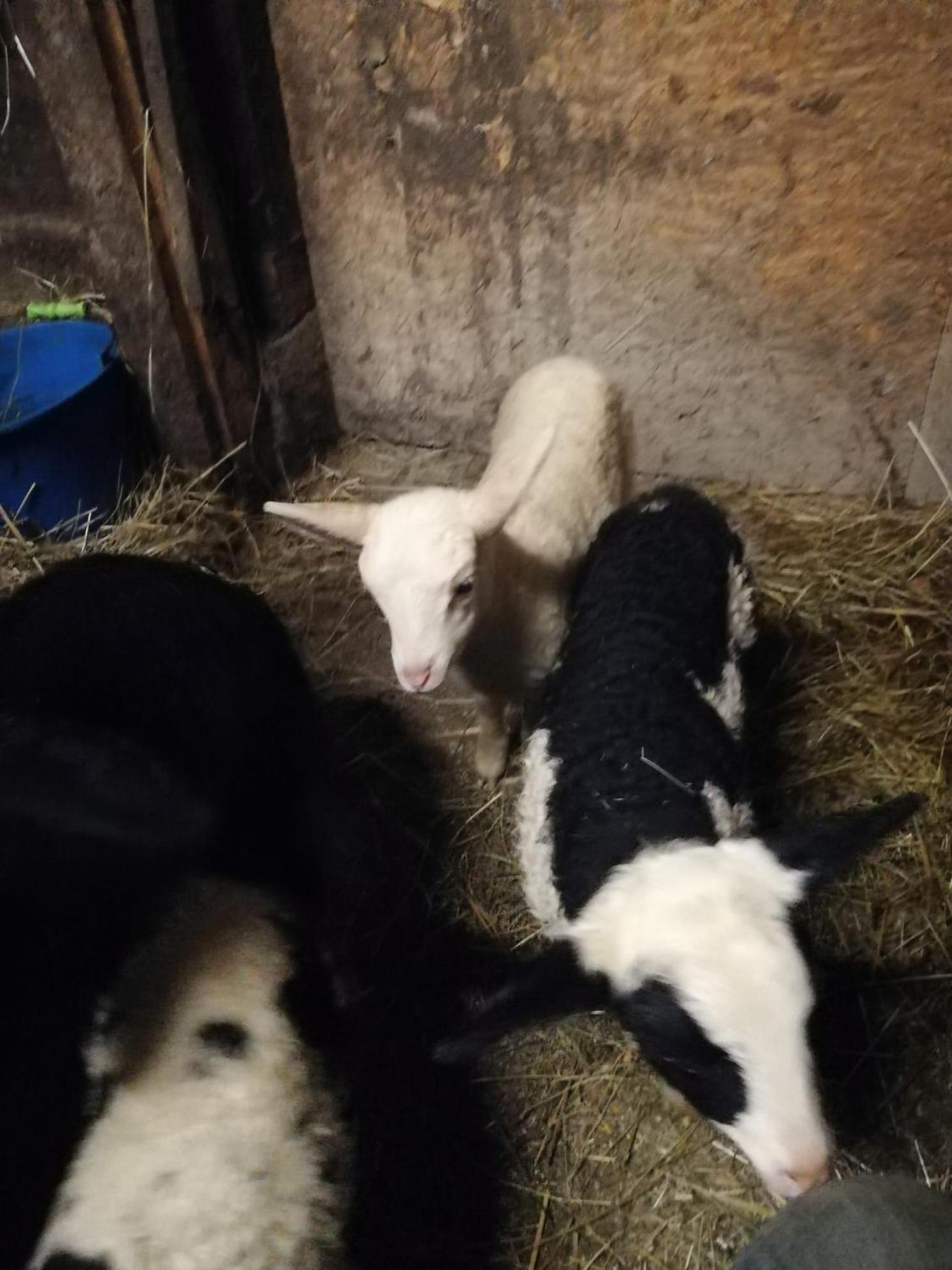 Villa Na Dziole Lipnica Wielka Esterno foto